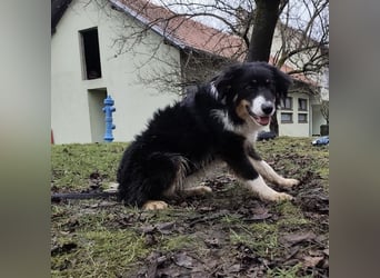 Charles ein vitaler Kerlchen