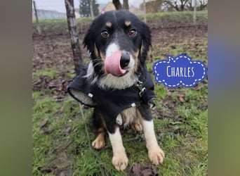 Charles ein vitaler Kerlchen