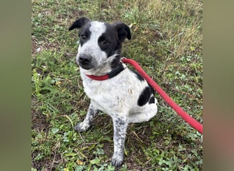 Kevin wie aus dem Film “Kevin alleine Zuhause”