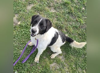 Danko ein sehr freundlicher Rüde