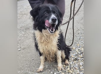 Collieen eine sanfte wundervolle