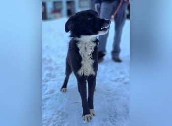 Freundlicher Miron wartet auf seine Menschen