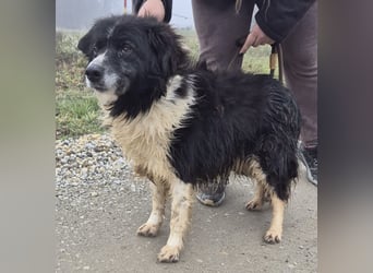 Collieen eine sanfte wundervolle