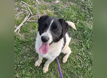 Danko ein sehr freundlicher Rüde