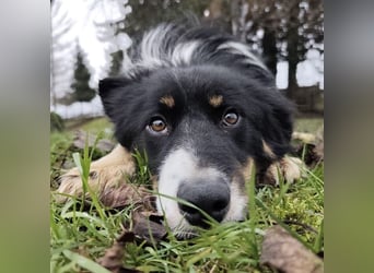 Charles ein vitaler Kerlchen