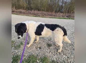 Danko ein sehr freundlicher Rüde