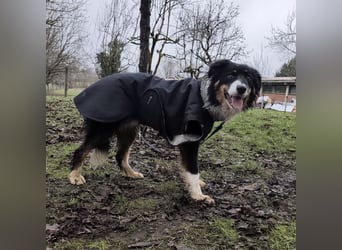 Charles ein vitaler Kerlchen