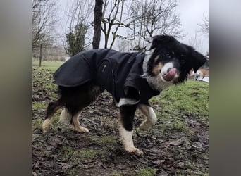 Charles ein vitaler Kerlchen