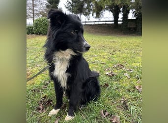 Louis ein freundlicher Schatz