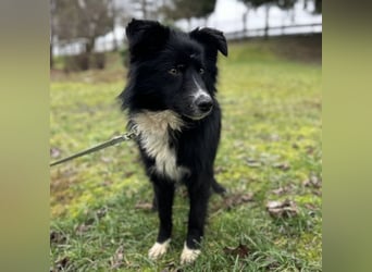 Louis ein freundlicher Schatz