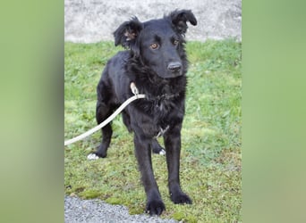 Lapia eine wundervolle schwarze Perle