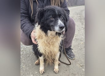 Collieen eine sanfte wundervolle