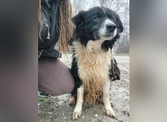 Collieen eine sanfte wundervolle