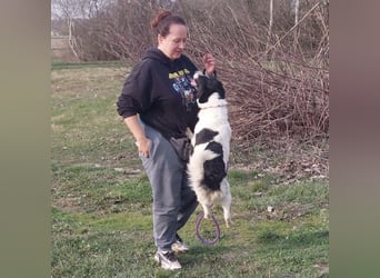 Danko ein sehr freundlicher Rüde