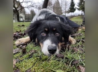 Charles ein vitaler Kerlchen