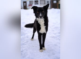 Freundlicher Miron wartet auf seine Menschen