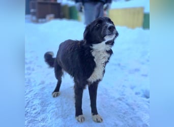 Freundlicher Miron wartet auf seine Menschen