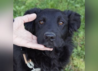 Lapia eine wundervolle schwarze Perle