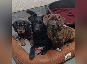 Lapia eine wundervolle schwarze Perle