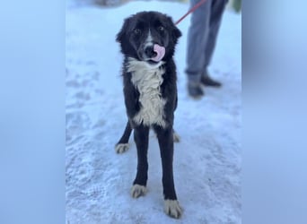 Freundlicher Miron wartet auf seine Menschen