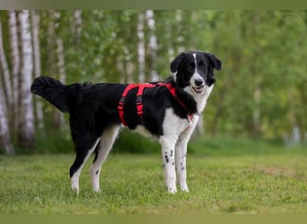 Aktive ELLIE sucht eine aktive Familie