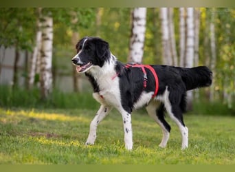 Aktive ELLIE sucht eine aktive Familie