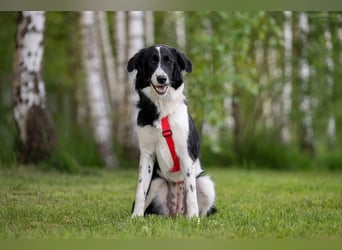 Aktive ELLIE sucht eine aktive Familie