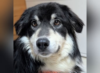 Leeloo ein sanftes Wesen