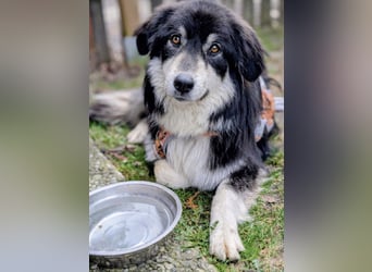 Leeloo ein sanftes Wesen