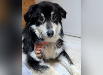 Leeloo ein sanftes Wesen