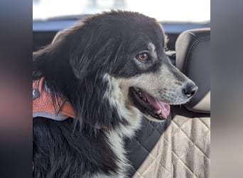 Leeloo ein sanftes Wesen