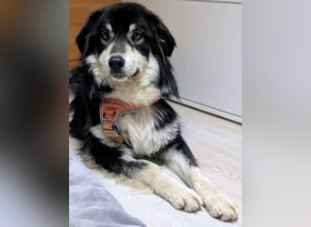 Leeloo ein sanftes Wesen