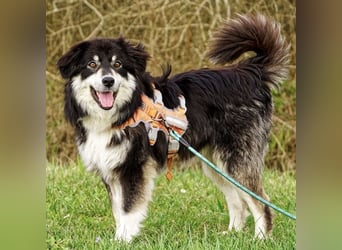 Leeloo ein sanftes Wesen