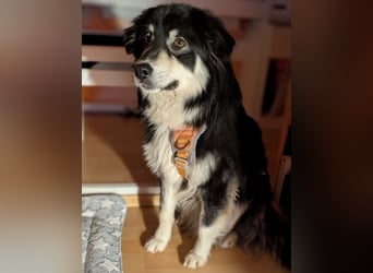 Leeloo ein sanftes Wesen