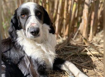 Carlo - junger Feingeist auf der Suche nach seinem Zuhause