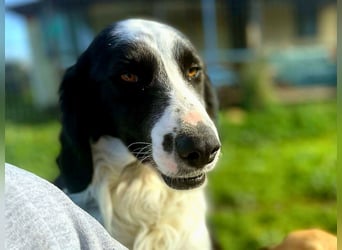 Carlo - junger Feingeist auf der Suche nach seinem Zuhause