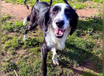 Carlo - junger Feingeist auf der Suche nach seinem Zuhause