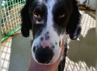 Carlo - junger Feingeist auf der Suche nach seinem Zuhause