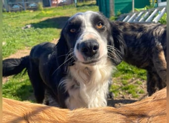 Carlo - junger Feingeist auf der Suche nach seinem Zuhause