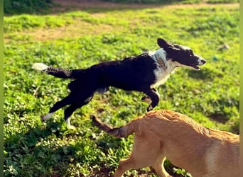 Carlo - junger Feingeist auf der Suche nach seinem Zuhause