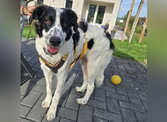 Nic: toller Familienhund