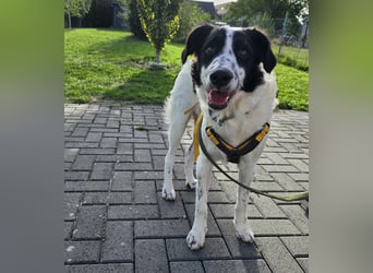 Nic: toller Familienhund