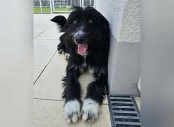 Pumba: perfekter Familienhund