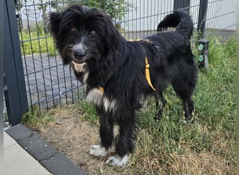 Pumba: liebt Kinder, Hunde, Katzen