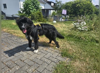 Pumba: perfekter Familienhund