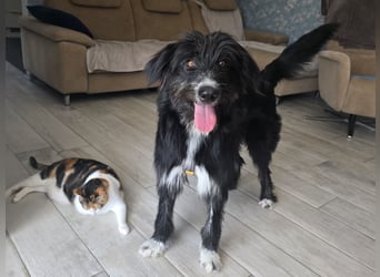 Pumba: perfekter Familienhund