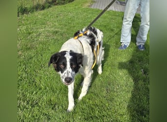 Nic: toller Familienhund