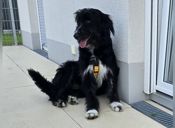 Pumba: perfekter Familienhund