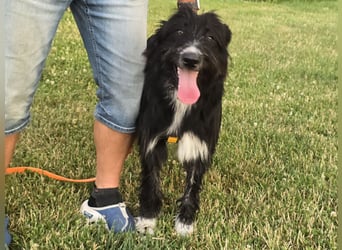 Pumba: perfekter Familienhund