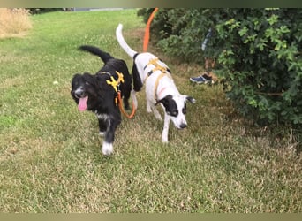 Pumba: perfekter Familienhund
